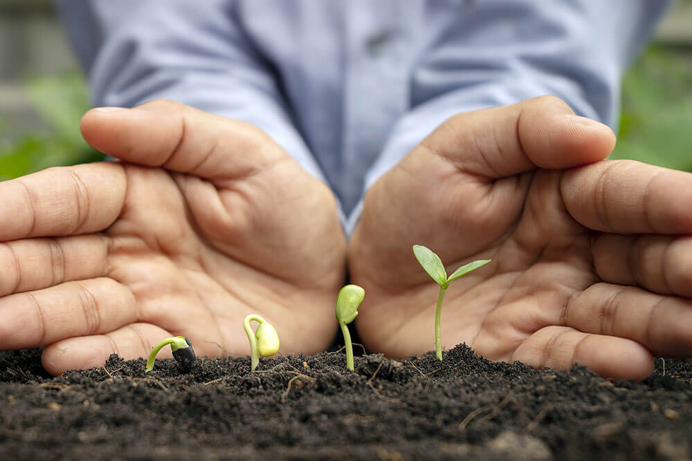 business person hold hands behind plants representing how to grow business